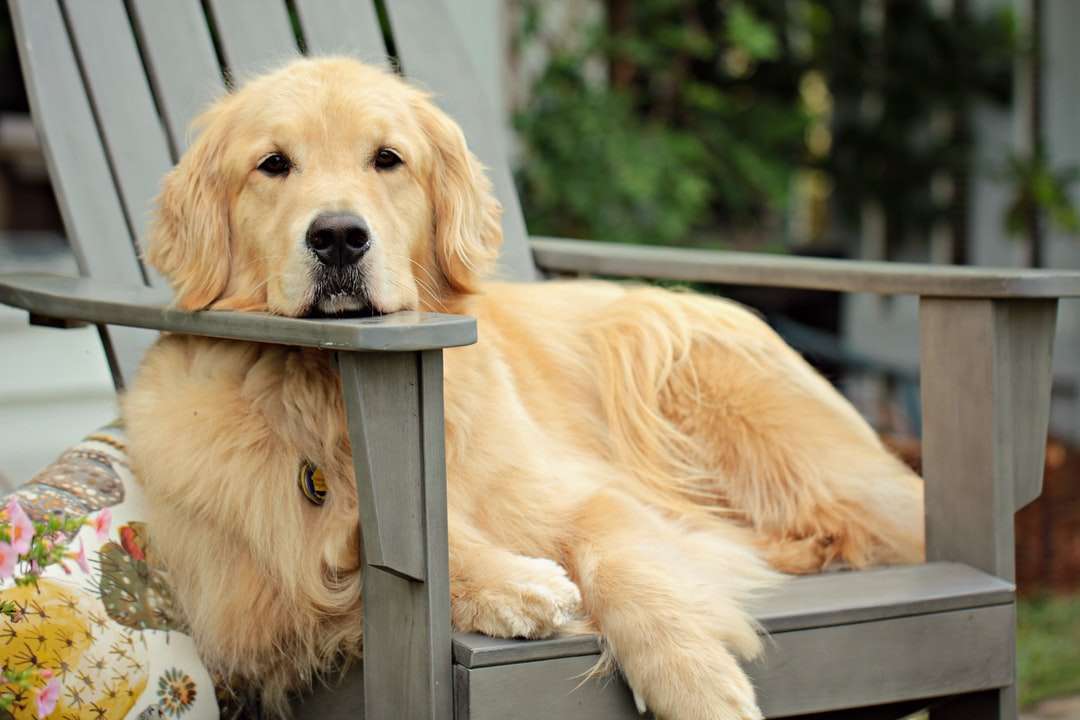 cucciolo di golden retriever sul recinto di legno grigio durante il giorno puzzle online