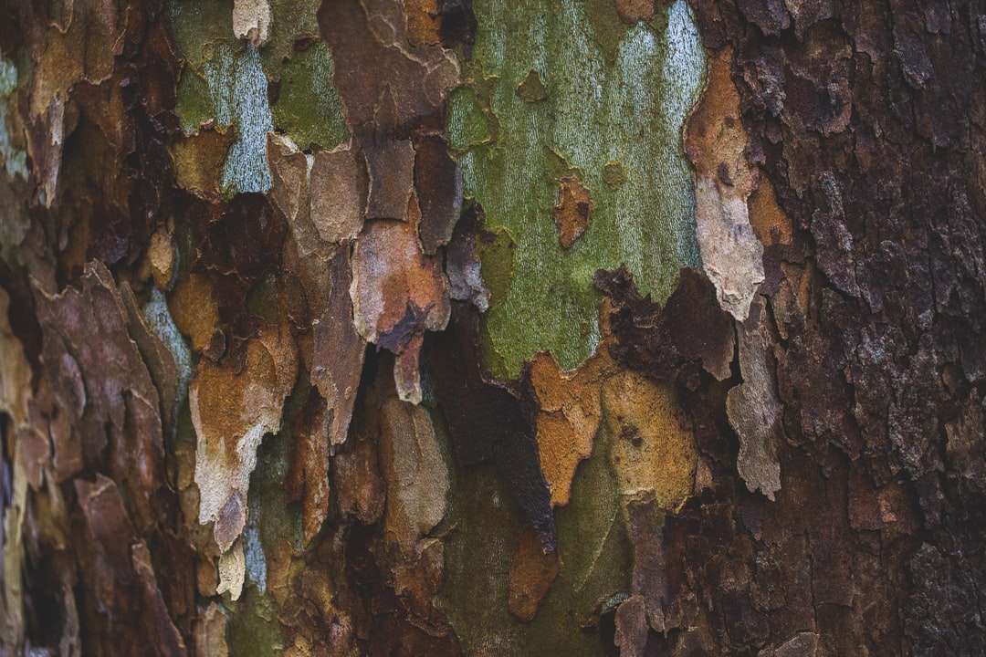 mousse brune et verte sur un tronc d'arbre brun puzzle en ligne