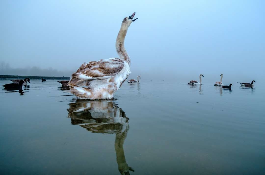 weiße und braune Ente auf dem Wasser während des Tages Online-Puzzle