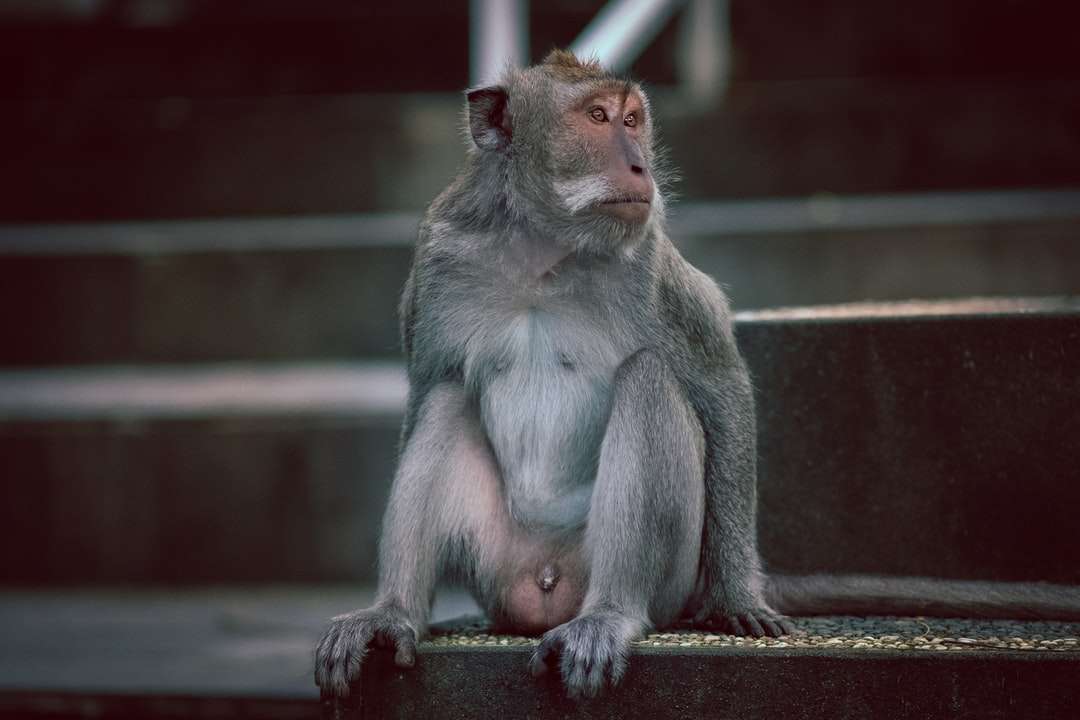 šedá opice sedící na hnědý dřevěný plot během dne online puzzle