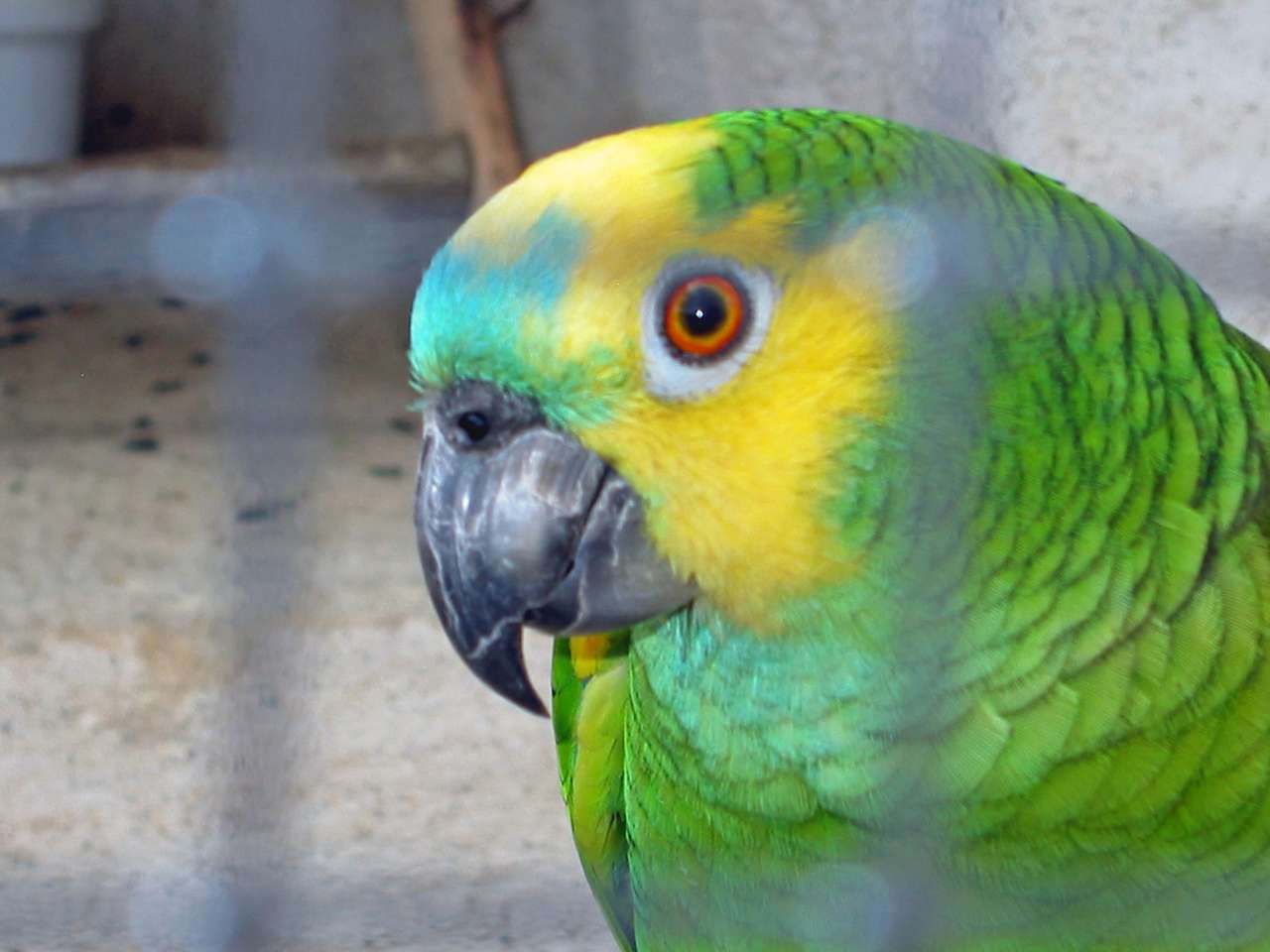 grön och gul fågel Pussel online