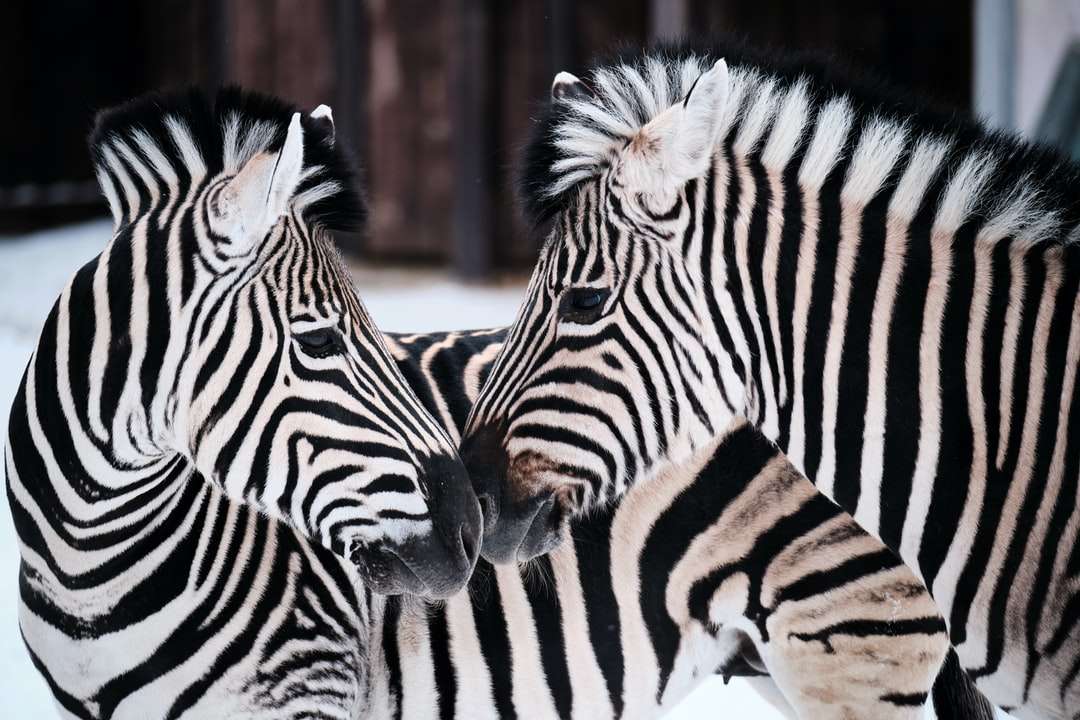 Zebra, das tagsüber auf braunem Boden steht Online-Puzzle