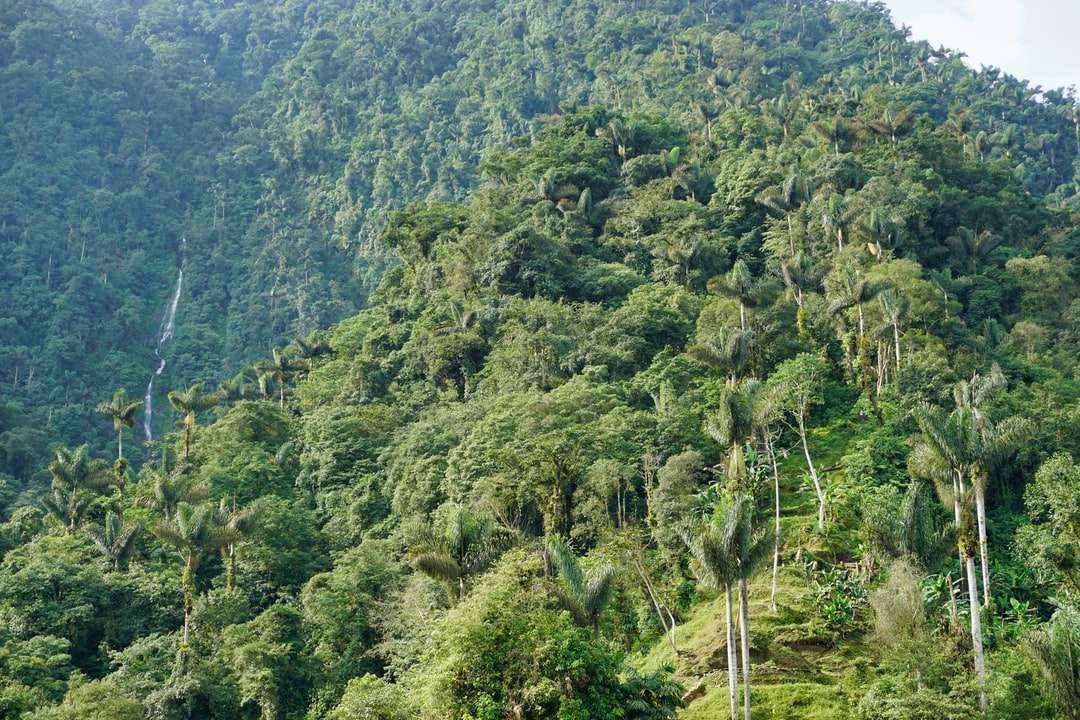 зелени дървета на планината през деня онлайн пъзел