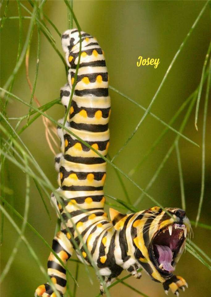 Tiger larven pussel på nätet