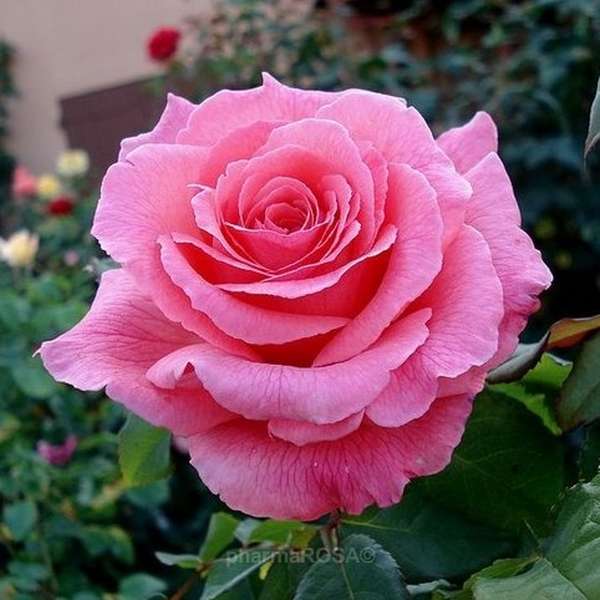 розова роза онлайн пъзел