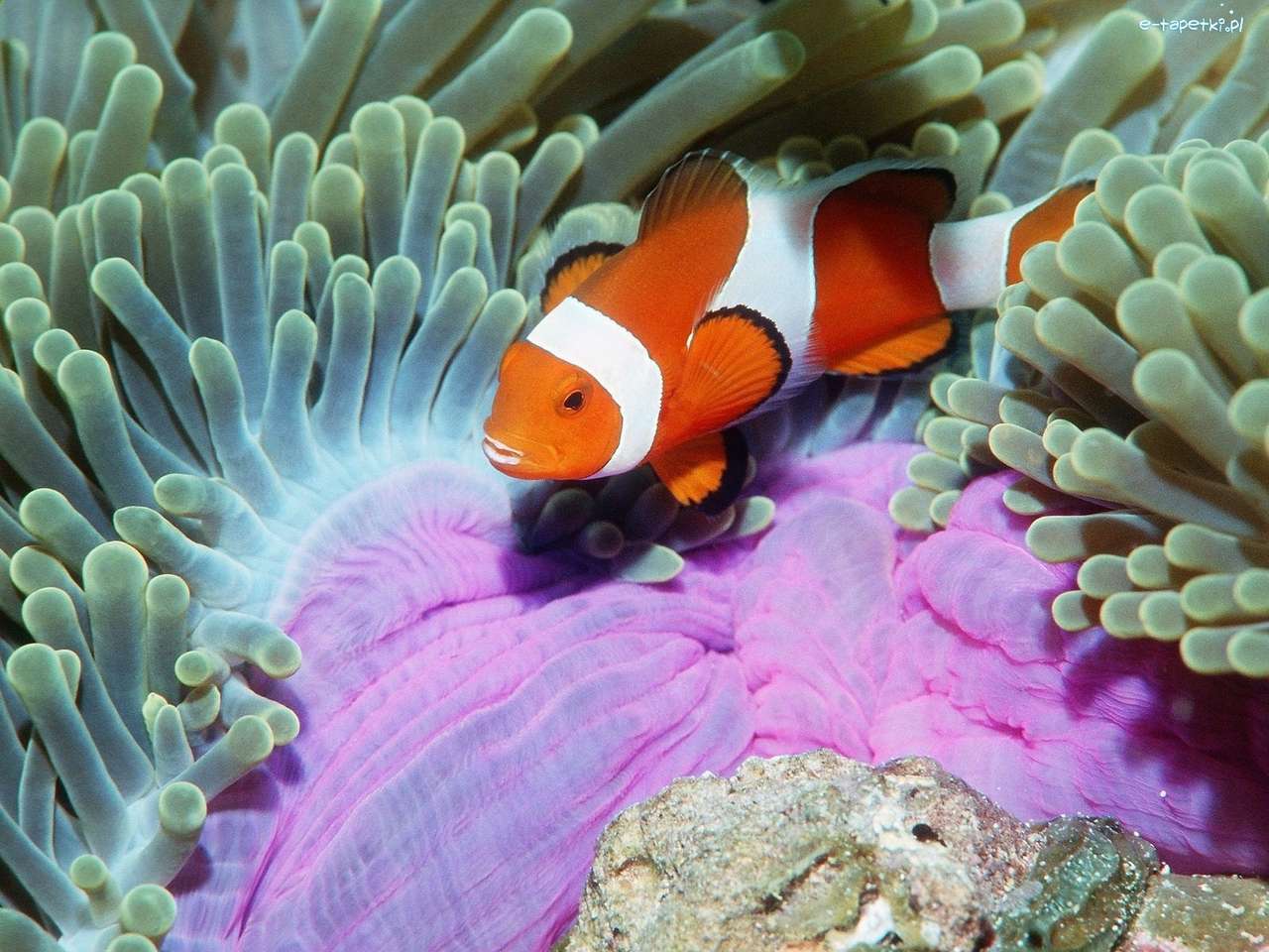 риба-клоун, коралов риф онлайн пъзел