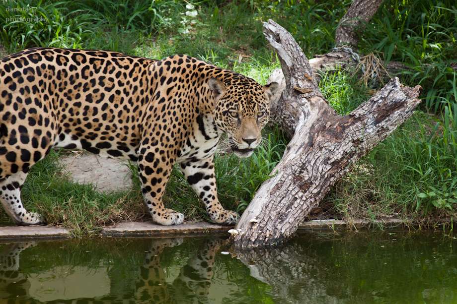 jaguar... puzzle en ligne