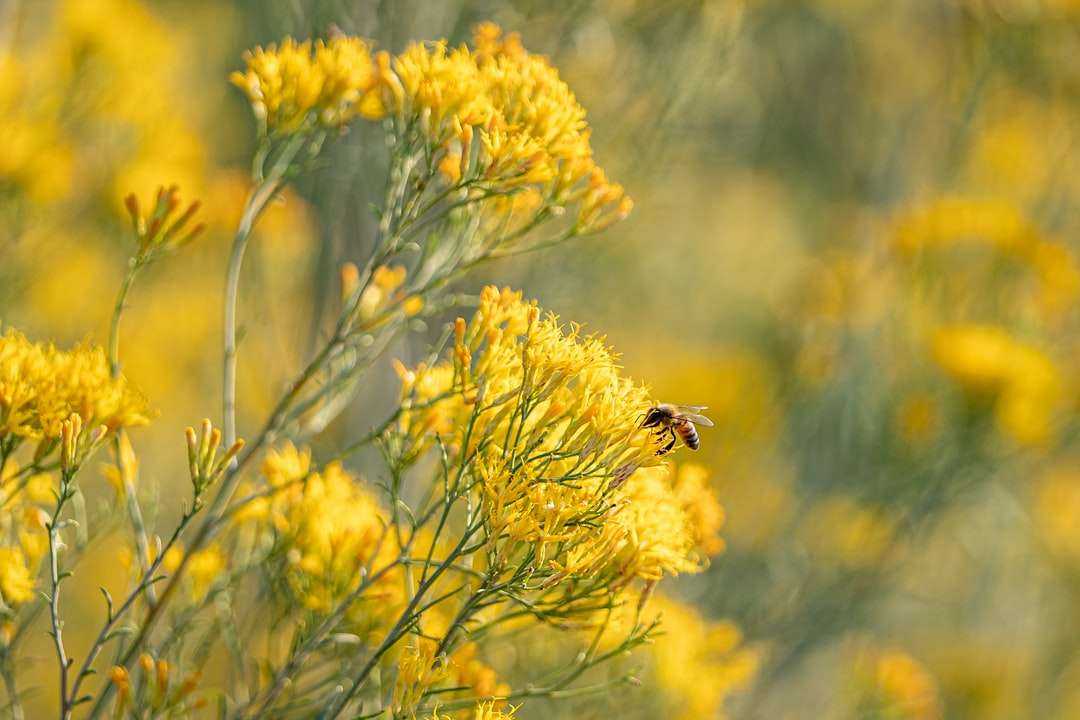 svart och gult bi på gul blomma Pussel online