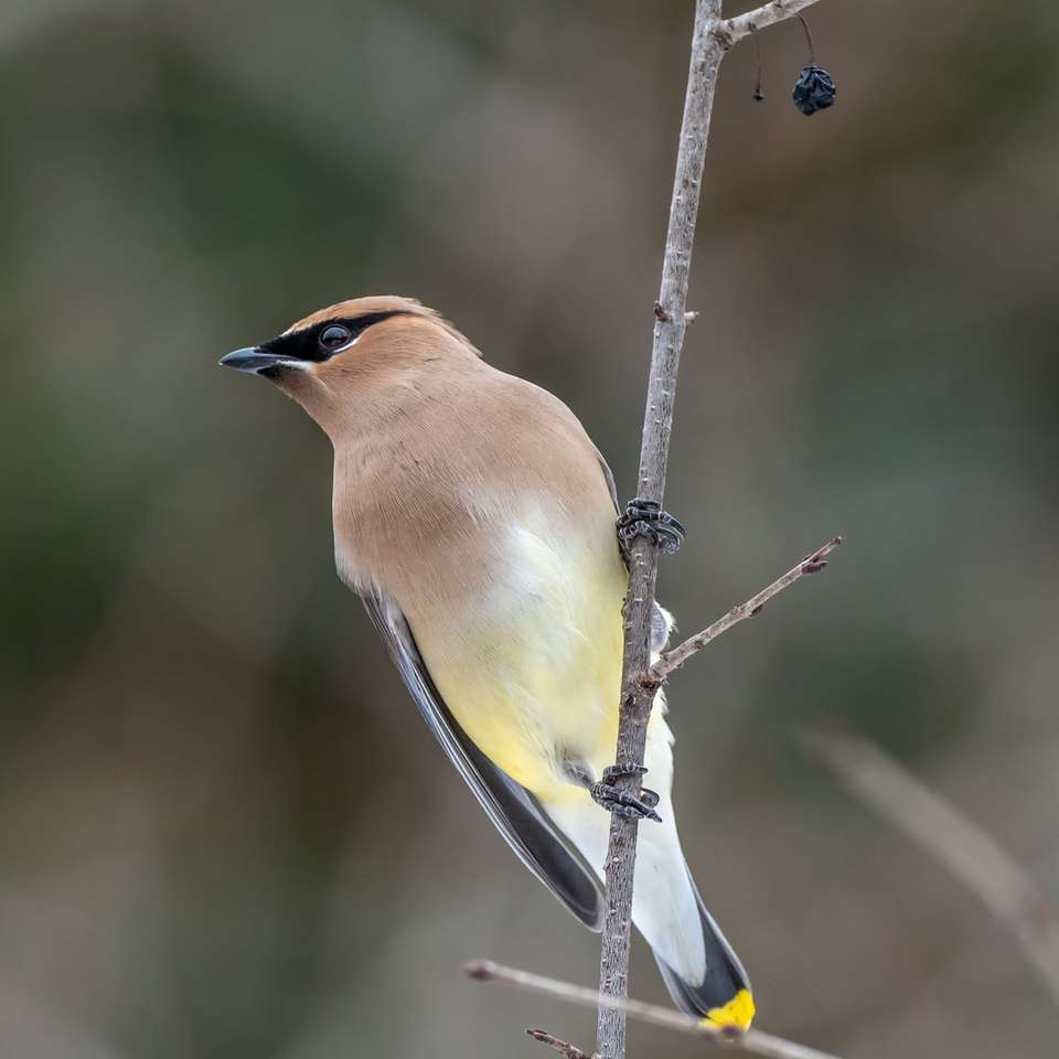 brun och gul fågel på trädgren Pussel online