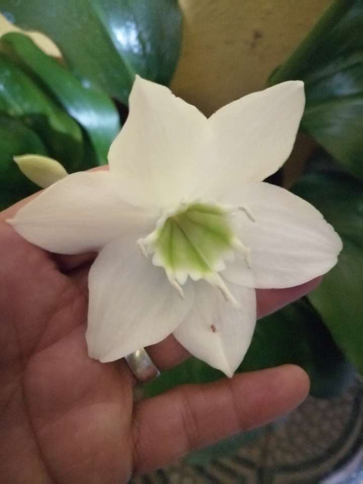 Самый красивый зимний цветок онлайн-пазл
