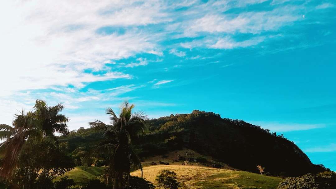 зеленая пальма на поле зеленой травы под голубым небом онлайн-пазл