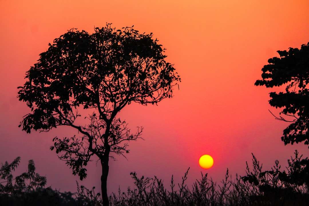 silhouet van de boom tijdens zonsondergang legpuzzel online