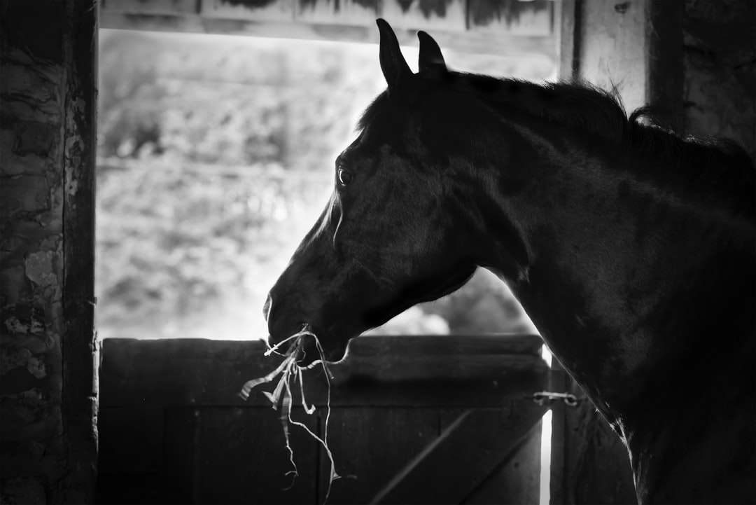 gråskalefoto av häst i bur pussel på nätet