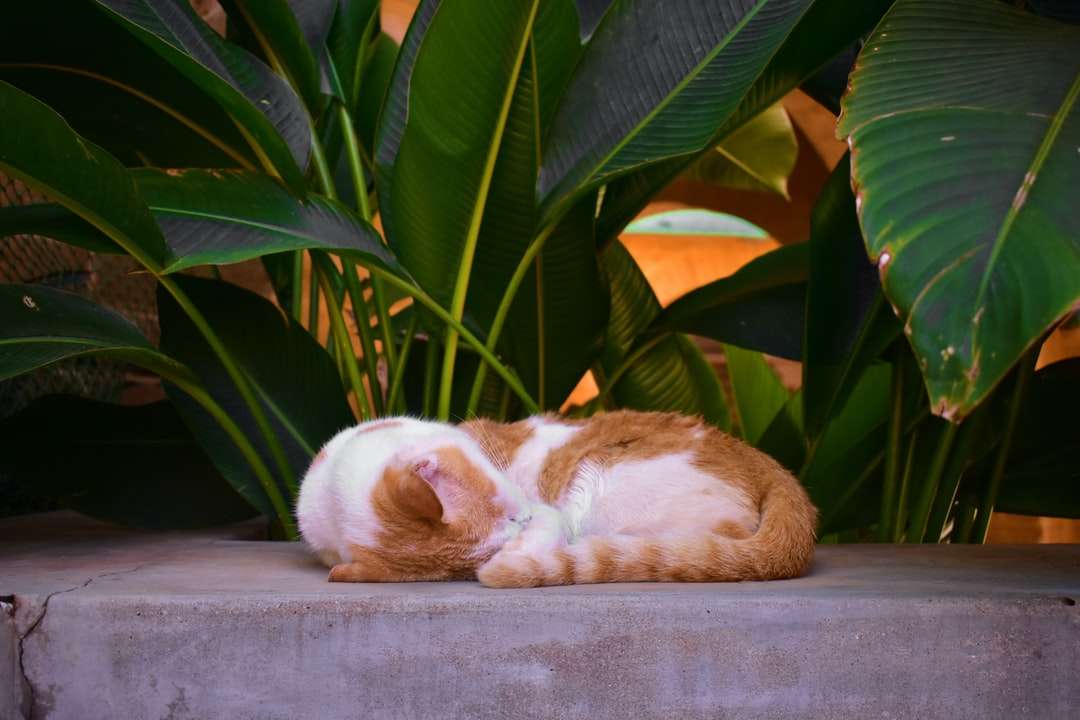 Gato naranja y blanco acostado sobre una superficie de hormigón gris rompecabezas en línea