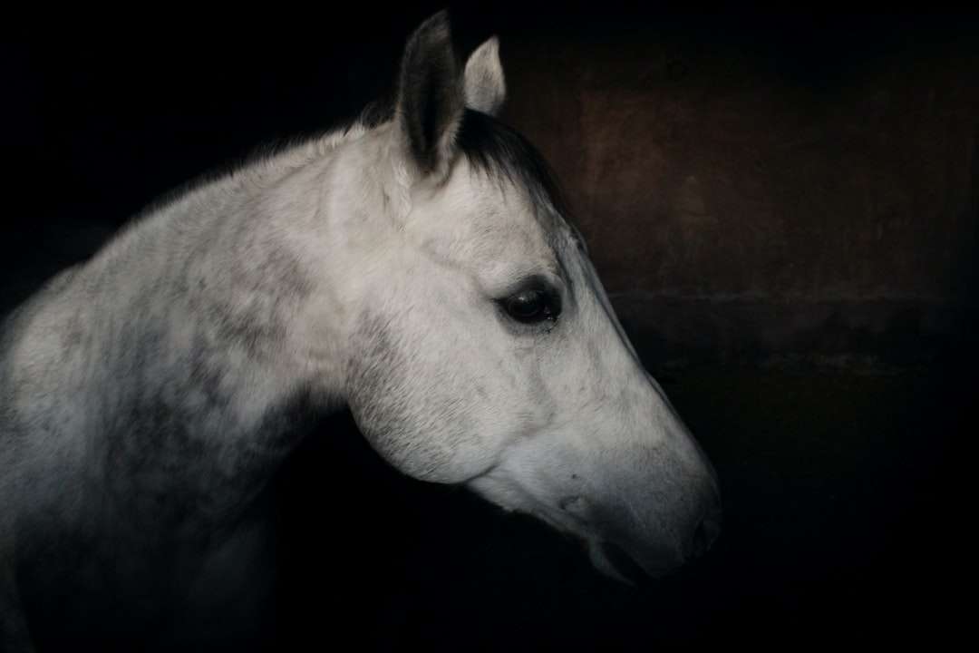 vitt hästhuvud i närbildfotografering Pussel online