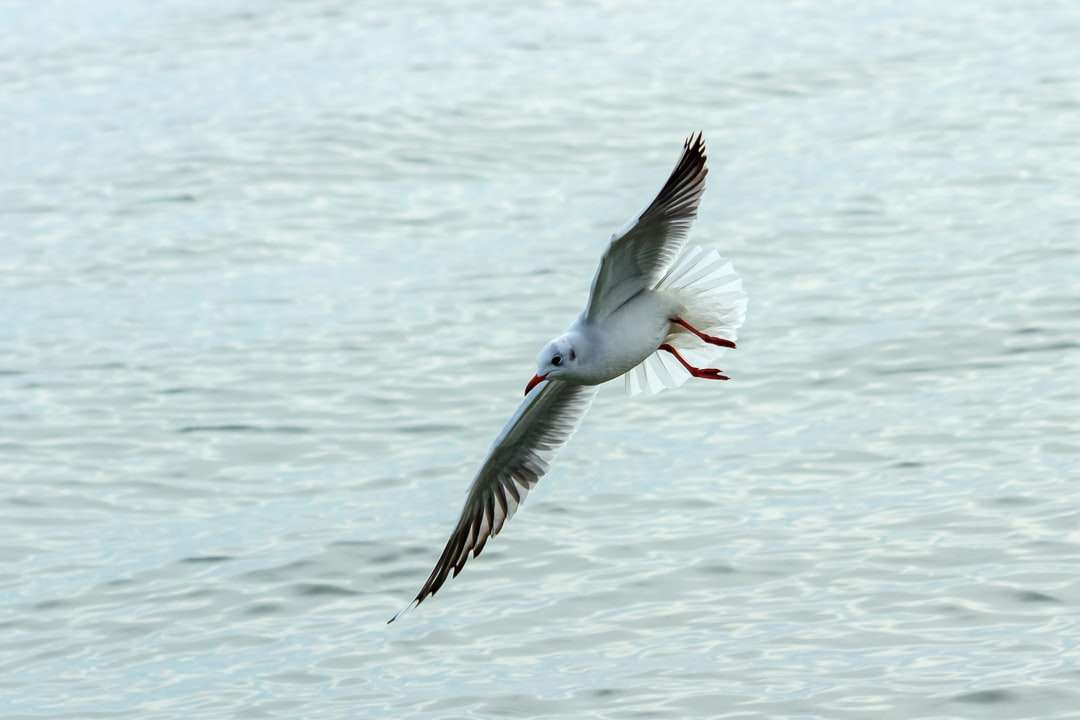vit fågel som flyger över havet under dagtid pussel på nätet