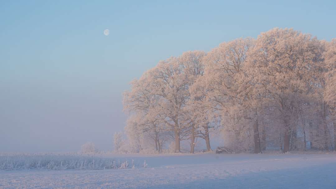 copaci albi pe teren acoperit de zăpadă în timpul zilei puzzle online