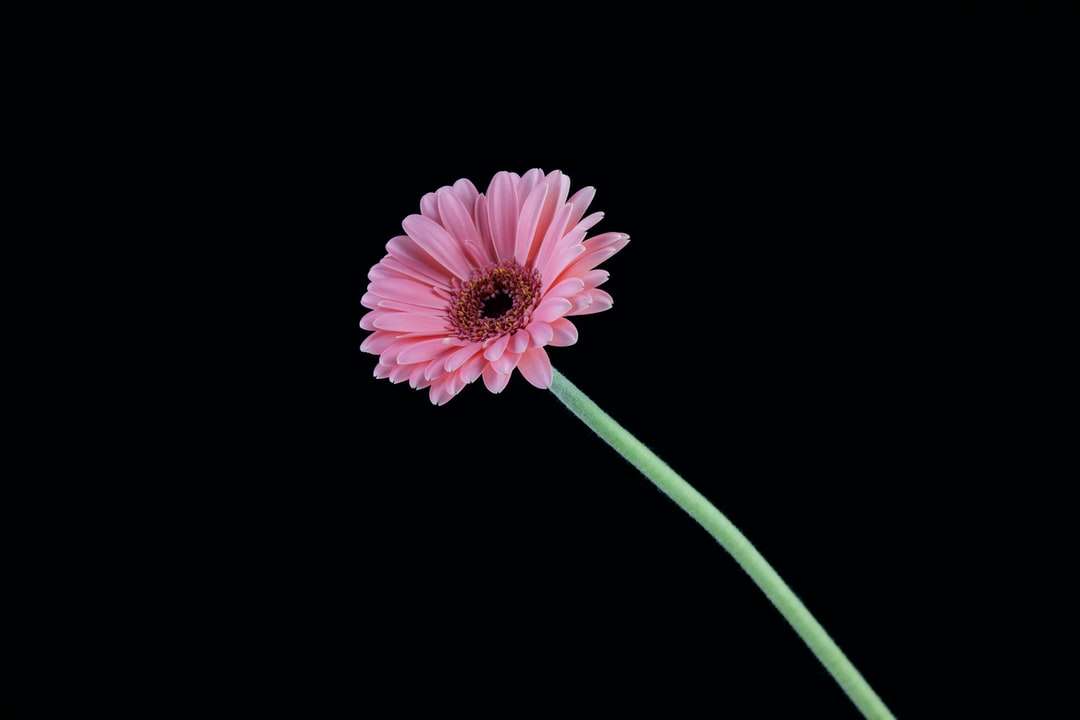 floare roz cu tulpina verde puzzle online