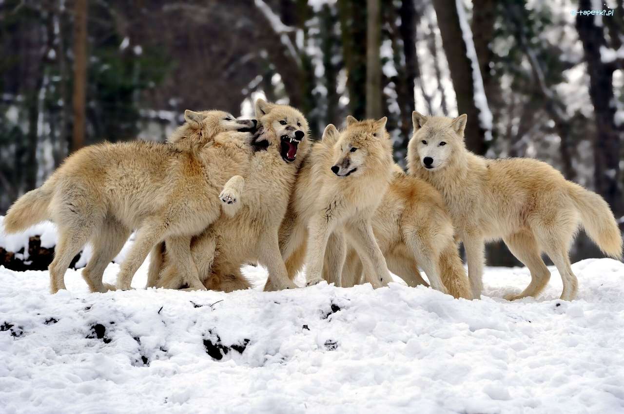 Wilków, hó kirakós online