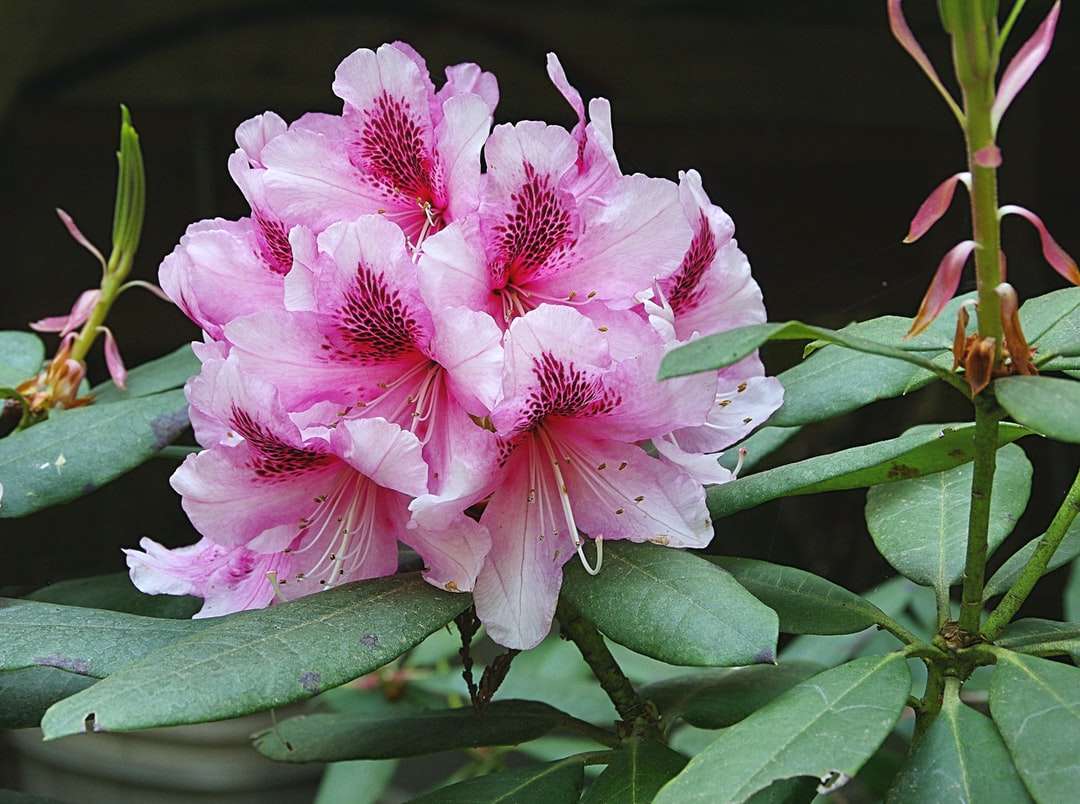 розовый цветок в макросъемке пазл онлайн