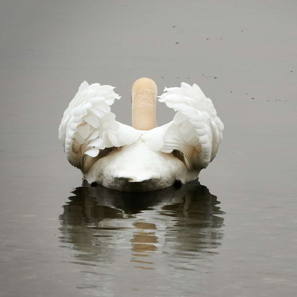 белый лебедь на воде в дневное время пазл онлайн