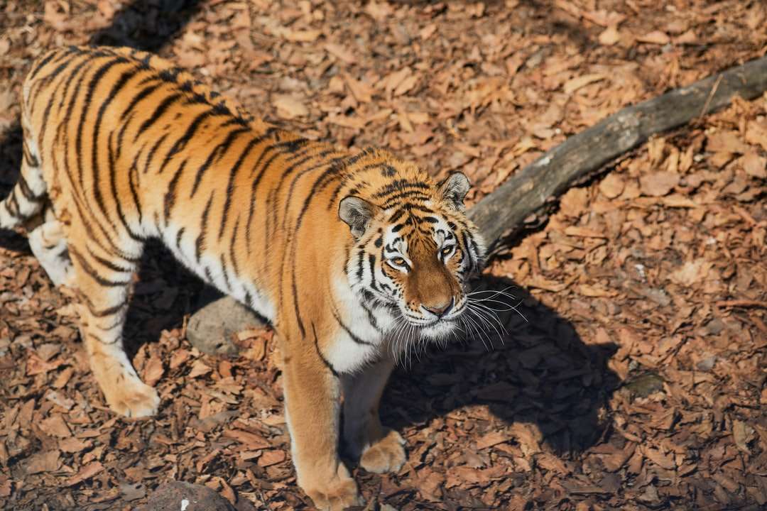 tygr chůzi na hnědé půdě během dne online puzzle