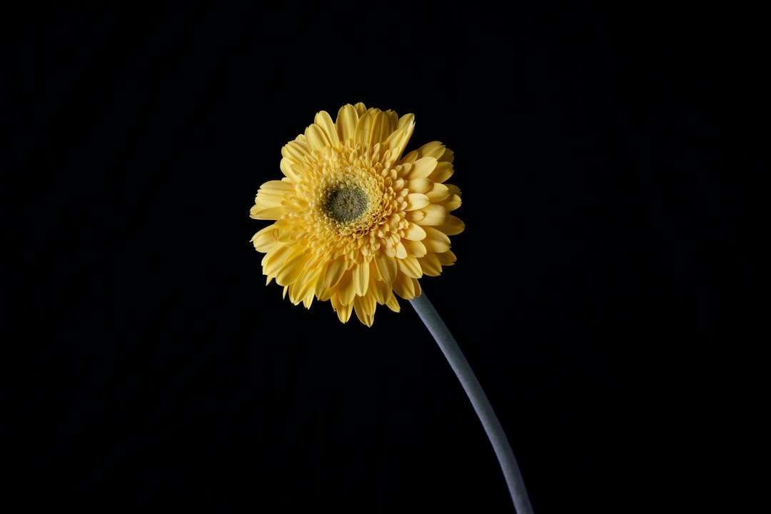 жовта квітка з чорним фоном пазл онлайн