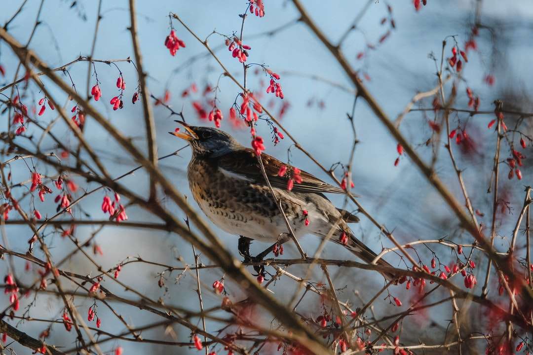 hnědý pták na hnědé větvi stromu během dne online puzzle