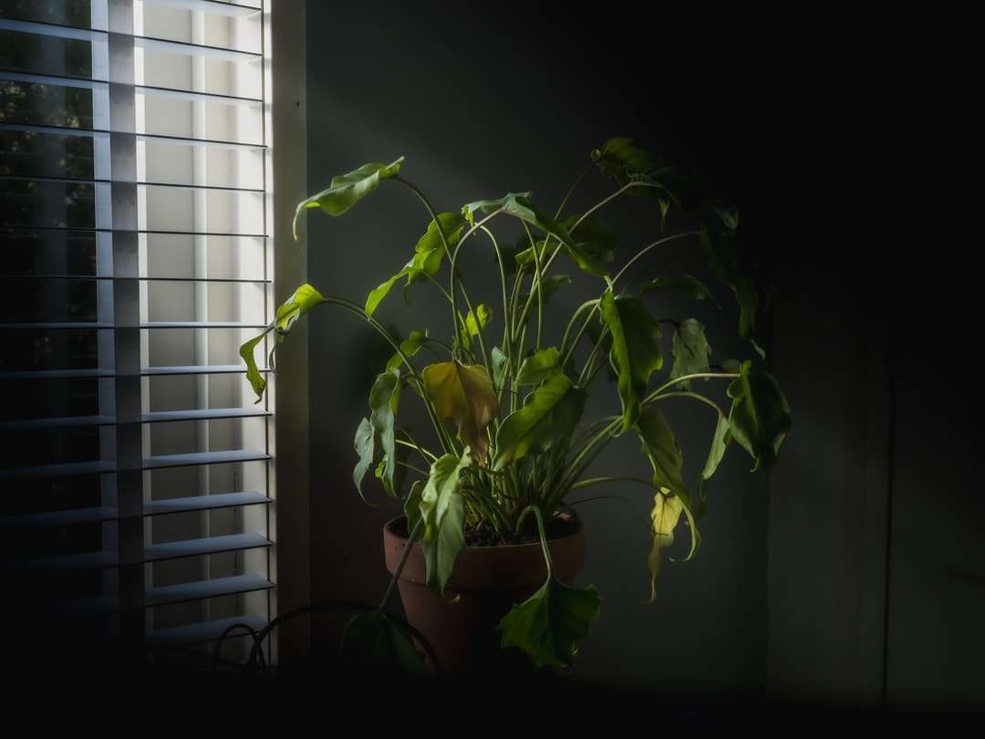 pianta verde su vaso marrone puzzle online