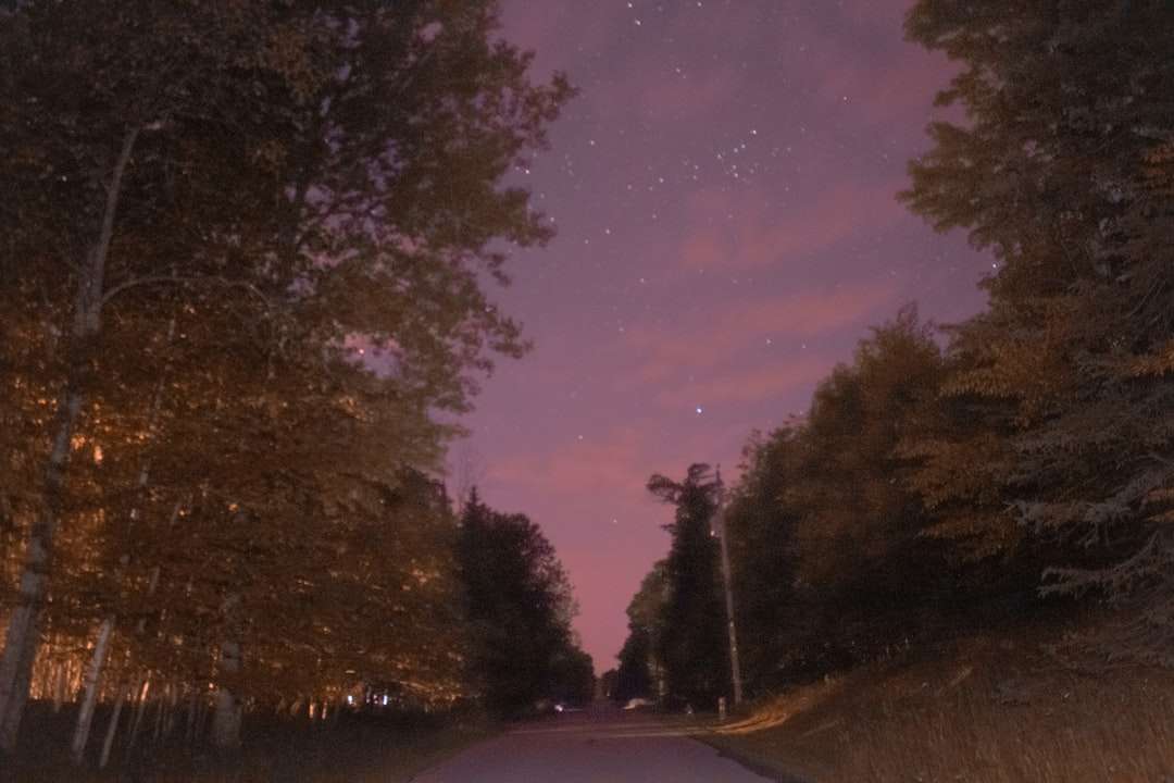 сіра асфальтована дорога між деревами в нічний час пазл онлайн
