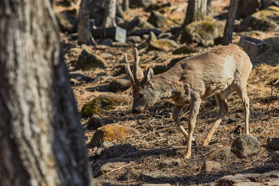 hnědý jelen na hnědém poli během dne online puzzle
