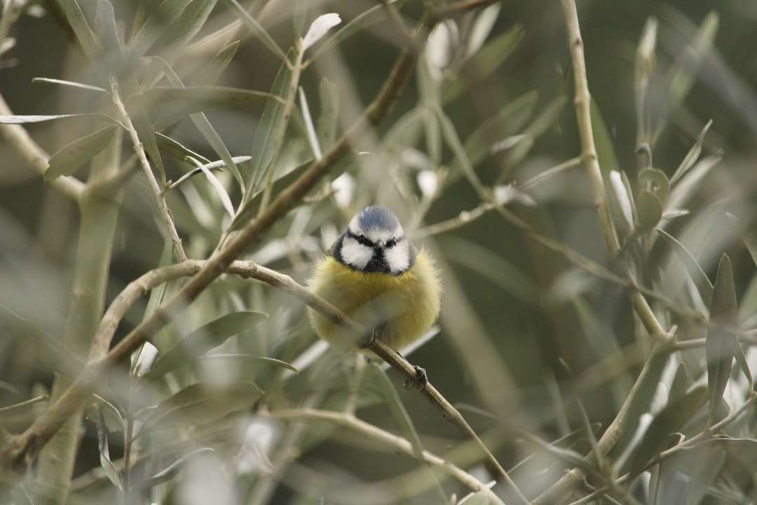 žlutý a modrý pták na hnědé větvi stromu skládačky online