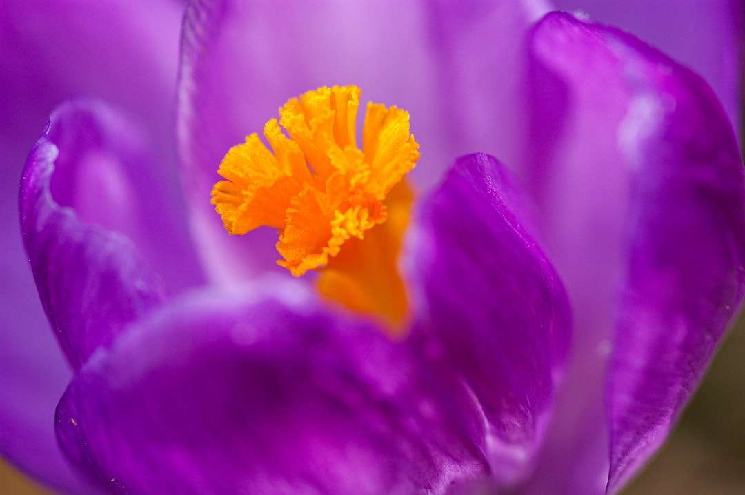 fialový květ v makro snímku skládačky online