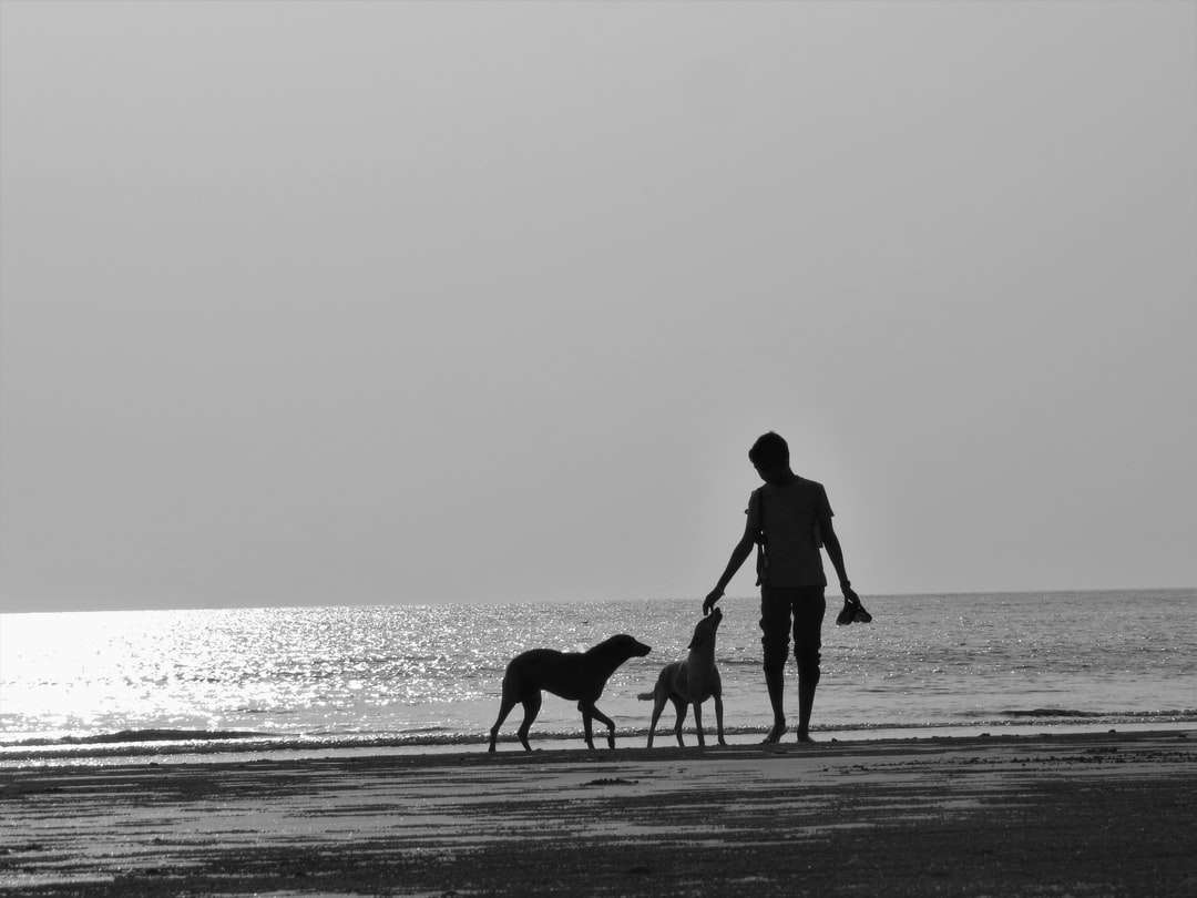 силует людини і собаки, прогулянок на пляжі в денний час онлайн пазл