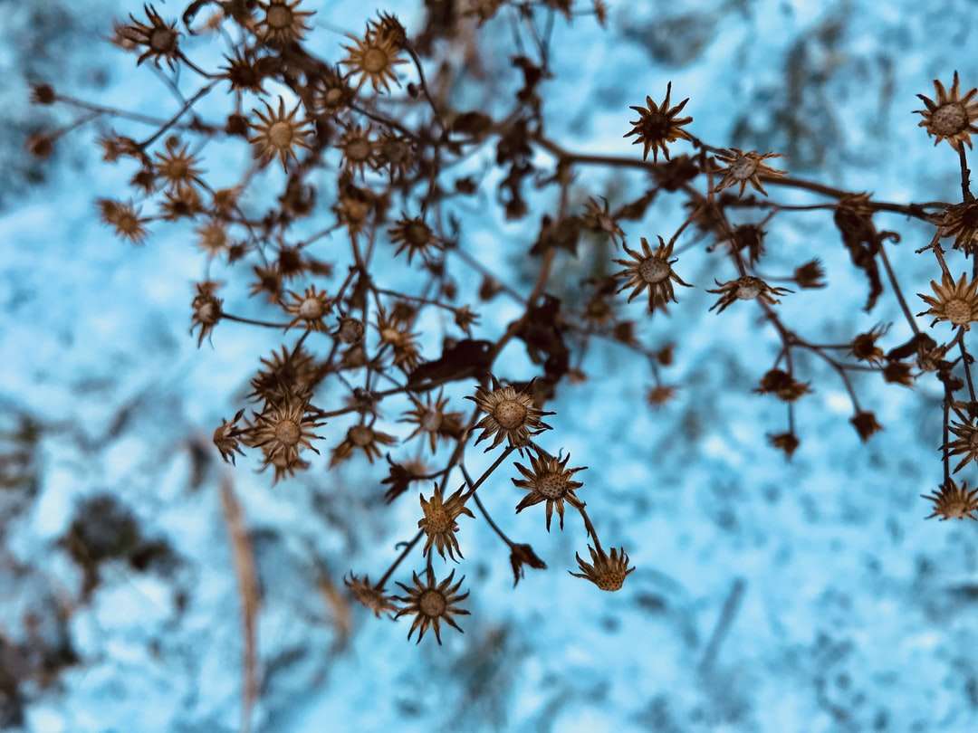brun och vit blomma i tilt shift-lins Pussel online