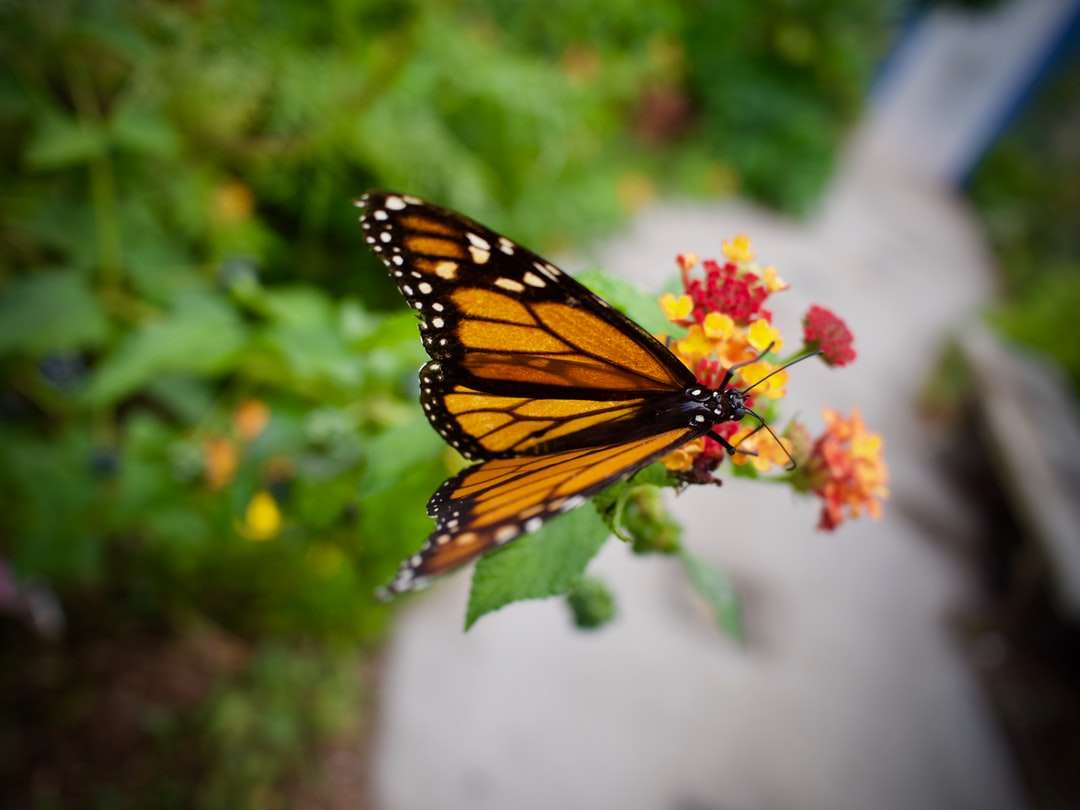 motýl monarcha posazený na růžovém květu online puzzle