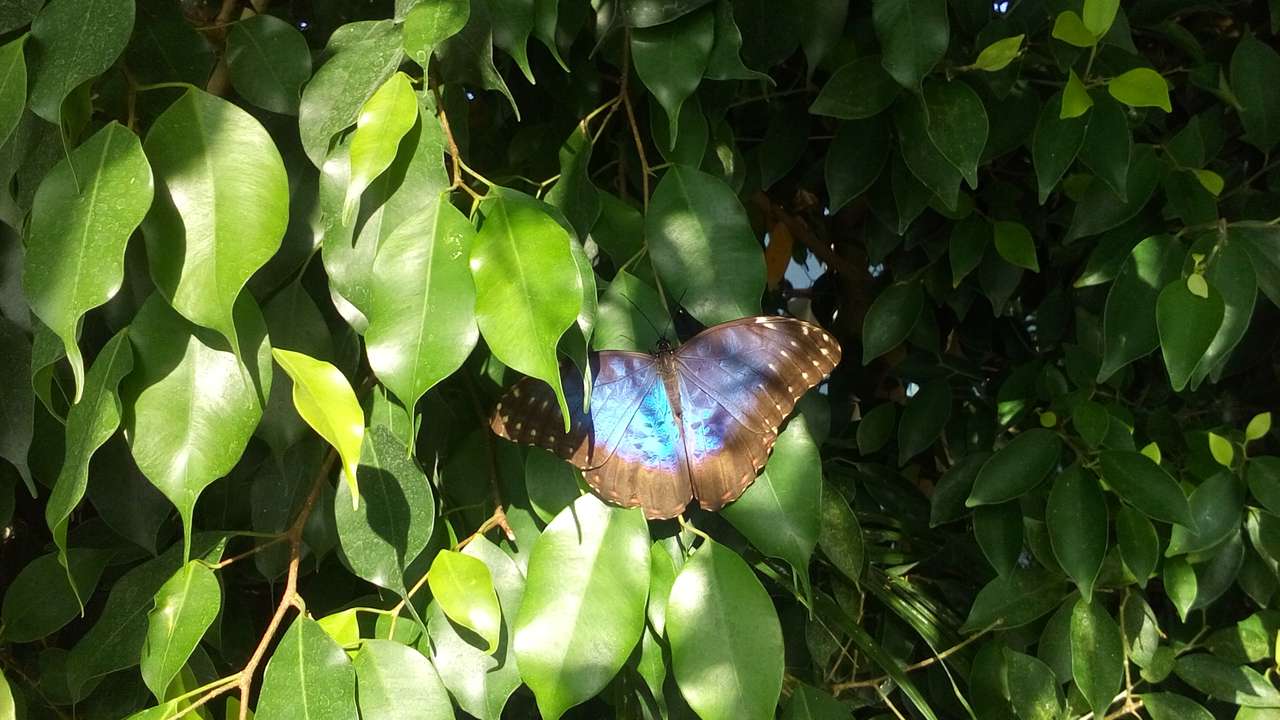 Schmetterling auf Blättern Online-Puzzle