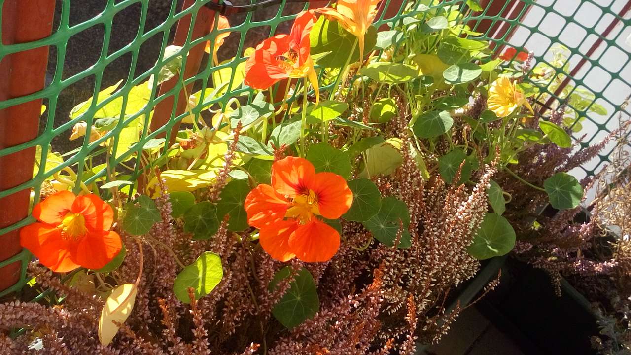 Blommor på balkongen pussel på nätet