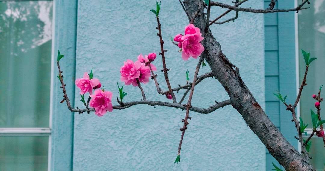 růžový květ na hnědé větvi stromu online puzzle