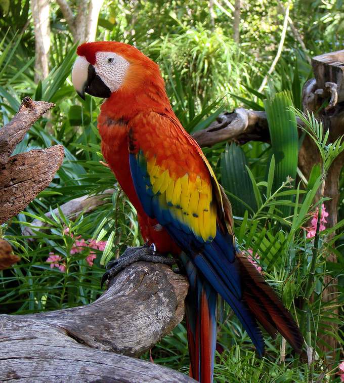 Scarlet Macaw skládačky online