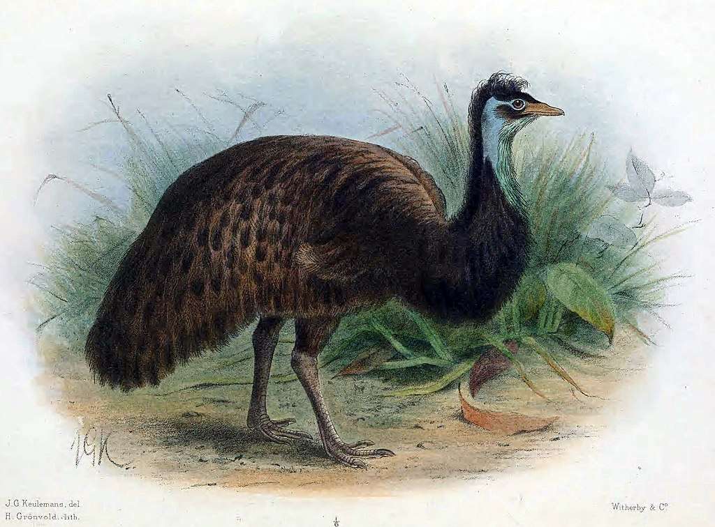 Černá emu skládačky online