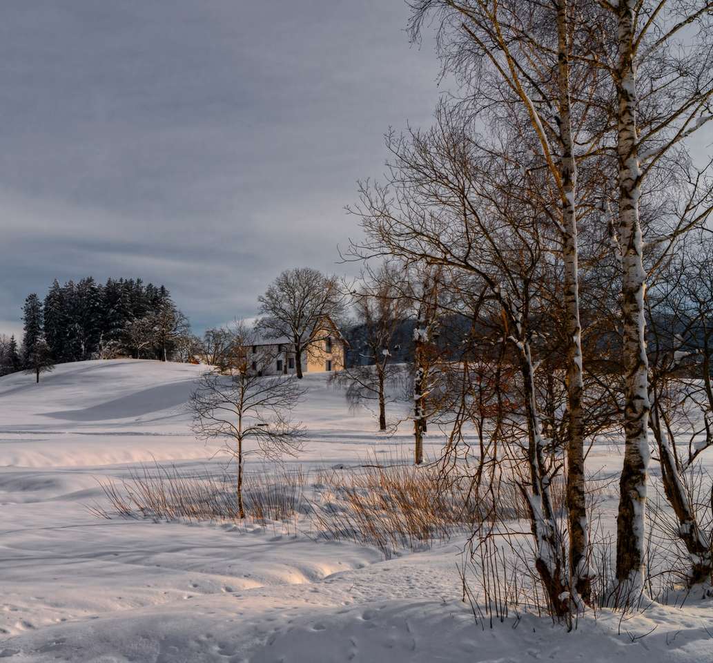 alberi marroni su un terreno coperto di neve sotto il cielo nuvoloso grigio puzzle online