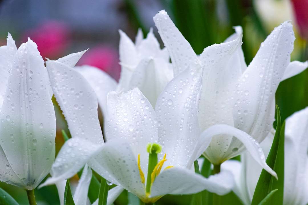 λευκό και πράσινο λουλούδι σε μακρο φακό online παζλ