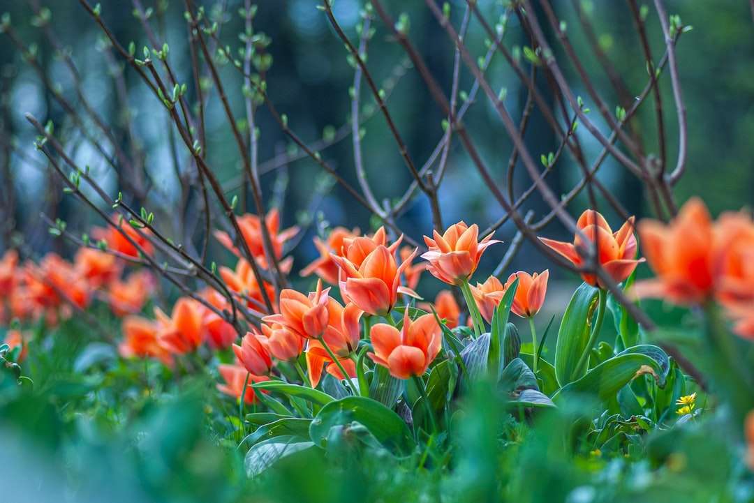 orange blommor med gröna blad Pussel online