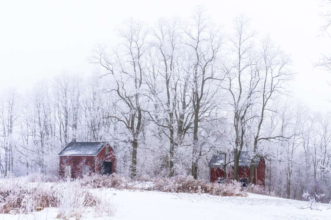 casa de madeira marrom cercada por árvores nuas cobertas quebra-cabeças online