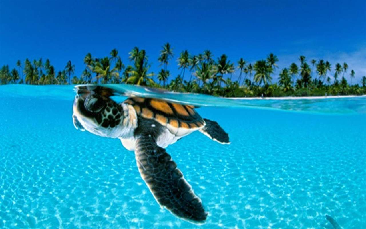 χελώνα στη θάλασσα online παζλ