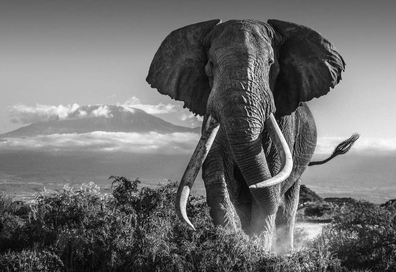 Imponerande elefant Pussel online