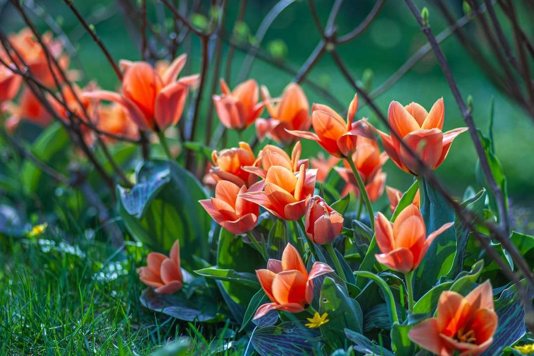 röda tulpaner blommar under dagtid Pussel online