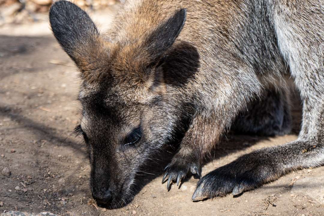 kangourou brun et noir pendant la journée puzzle en ligne