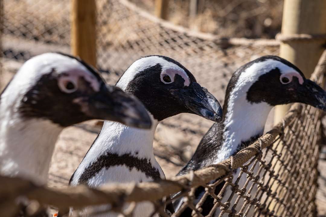 черно-бяла патица върху кафява дървена ограда през деня онлайн пъзел